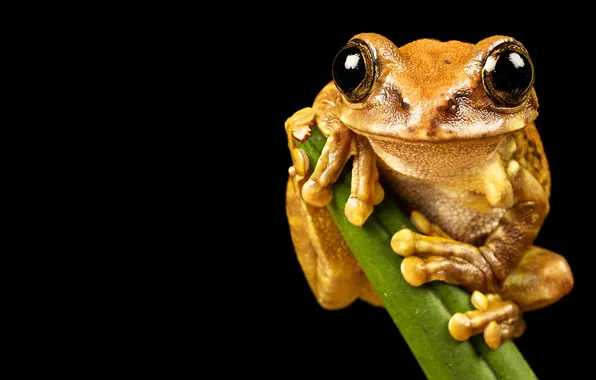 Nature, background, frog