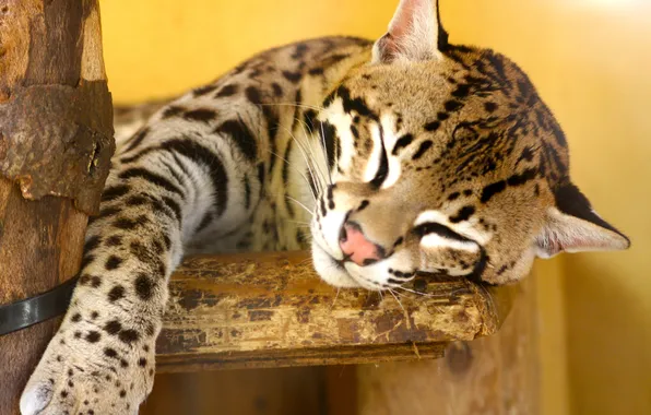 Picture cat, ocelot, leopardus pardalis