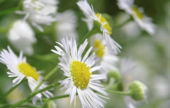 Field, macro, chamomile, petals, meadow
