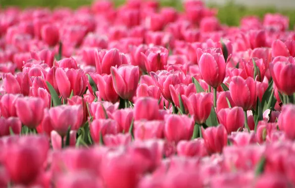 Picture field, flowers, nature, petals, tulips, buds