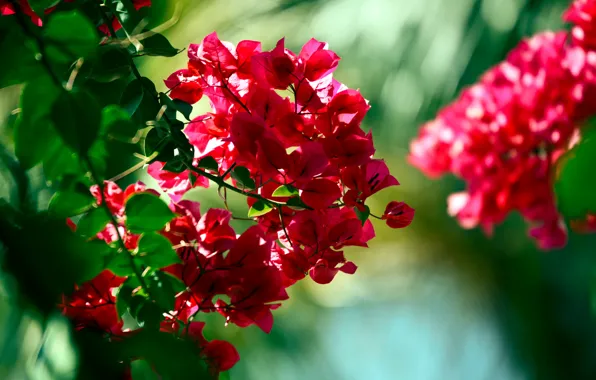 Flowers, red, green, branch, MACRO, BOKEH, BOKEH WALLPAPERS, Bougainville