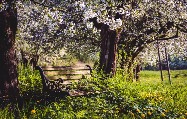 Greens, grass, trees, flowers, bench, yellow, dandelion, glade