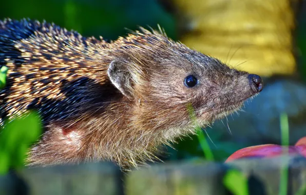 Grass, look, background, profile, face, hedgehog, hedgehog, hedgehog