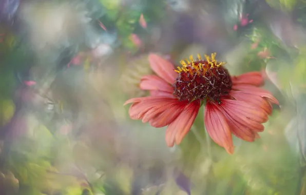 Flower, blur, red, gaylardiya, art processing