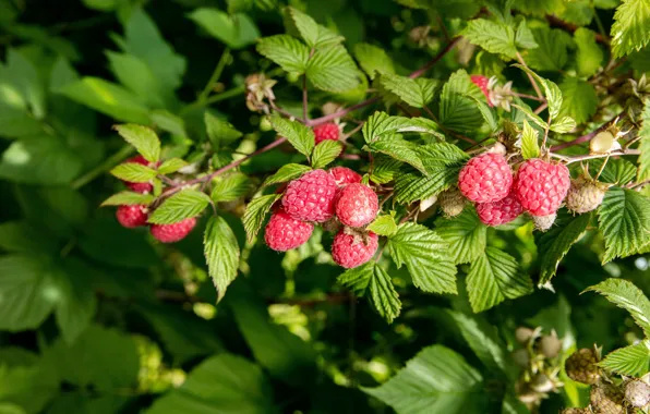 Leaves, nature, berries, raspberry, the bushes
