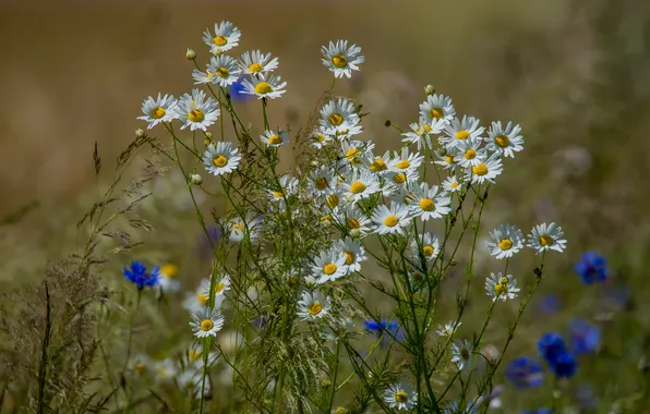 Field, summer, flowers, wildflowers