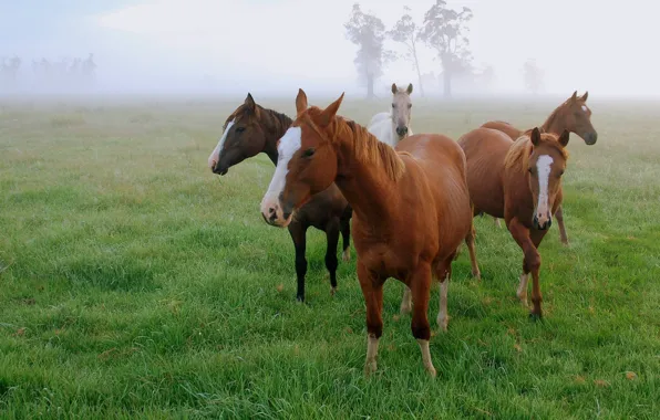Field, grass, fog, morning, horse