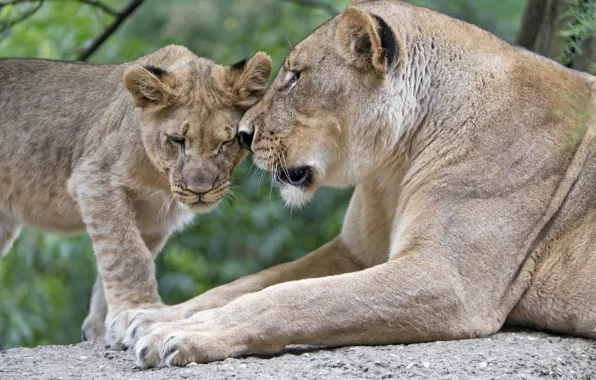 Love, predators, family, pair, weasel, cub, wild cats, lions