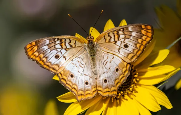 Summer, macro, flowers, background, pattern, butterfly, wings, yellow