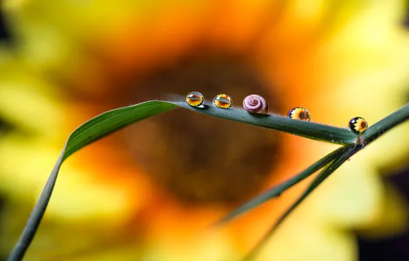 Macro, snail, beauty, shell, a blade of grass, the sunflower flower, Mariyana Atanasova - Lucero