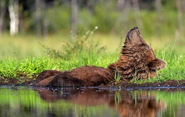 Summer, grass, face, water, reflection, stay, shore, bear