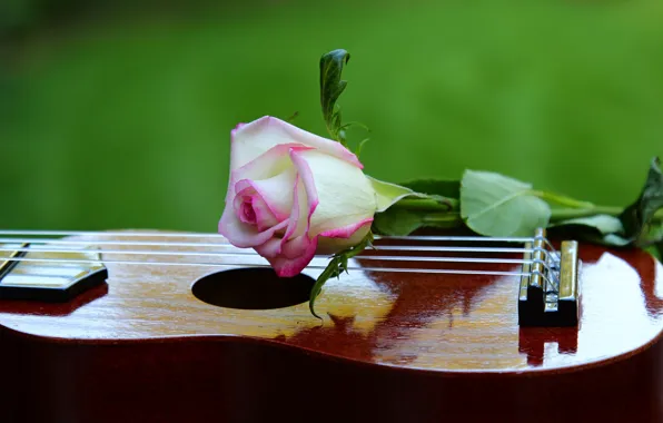 Music, rose, guitar, musical instrument, bokeh
