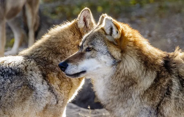 Nature, predator, animal, wolf, wildlife, portrait, portrait., Canis lupus. face