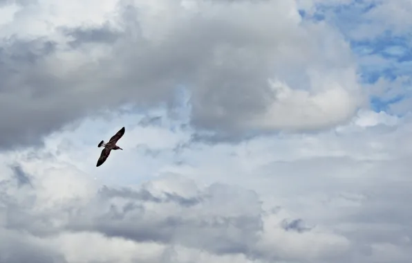 The sky, clouds, flight, bird, seagulls