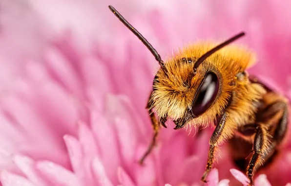 Picture look, macro, flowers, bee, petals, insect, pink