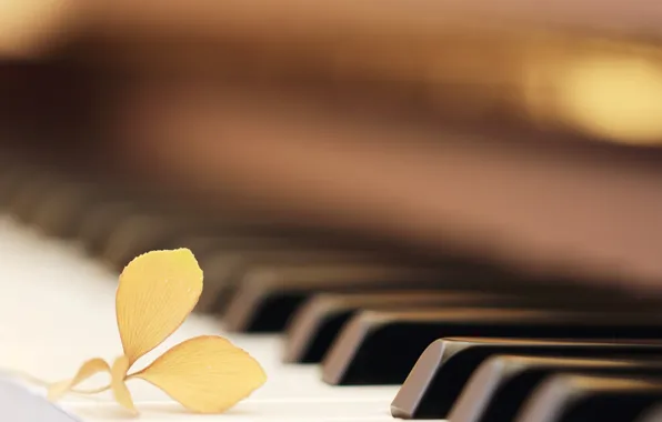 Leaves, macro, piano
