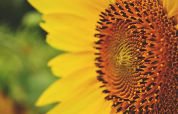Summer, macro, yellow, sunflower
