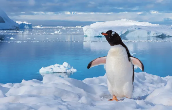 Winter, sea, water, snow, pose, bird, ice, iceberg