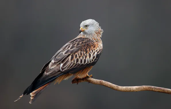 Picture background, bird, predator, branch, feathers, beak, claws, kite