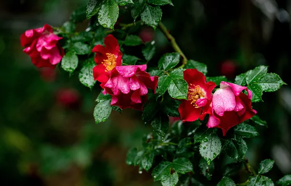 Picture leaves, drops, flowers, branches, red, the dark background, roses, briar