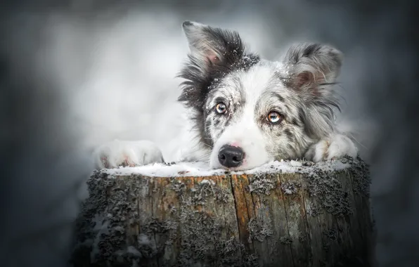 Picture winter, eyes, look, face, snow, pose, grey, background