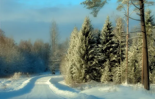 Winter, frost, road, forest, light, snow, nature, ate