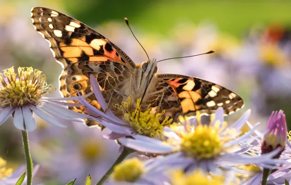 Picture summer, flowers, butterfly