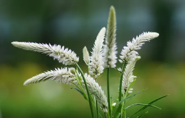 Picture summer, macro, flowers, blur, spikelets, white, inflorescence