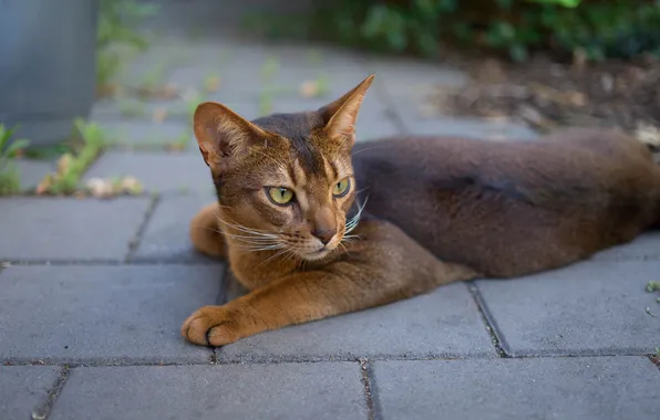 Cat, Koshak, lies, Tomcat