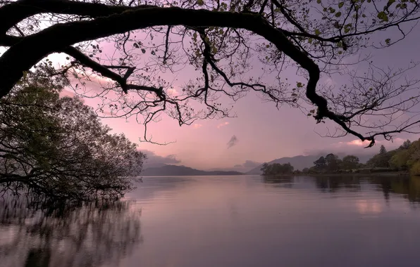 Autumn, water, branches, nature, the evening