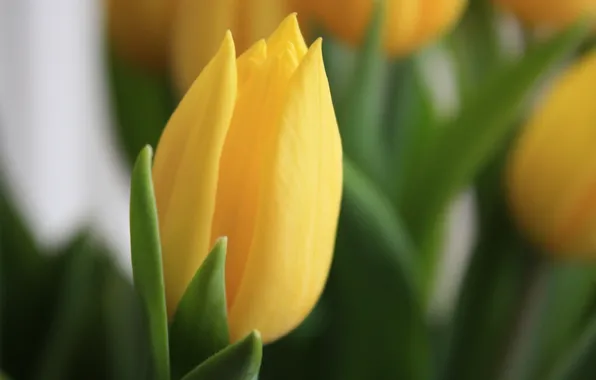 Picture macro, flowers, yellow, focus, spring, tulips