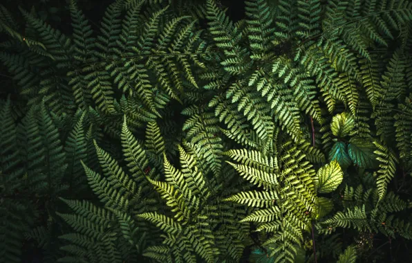 Picture greens, leaves, background