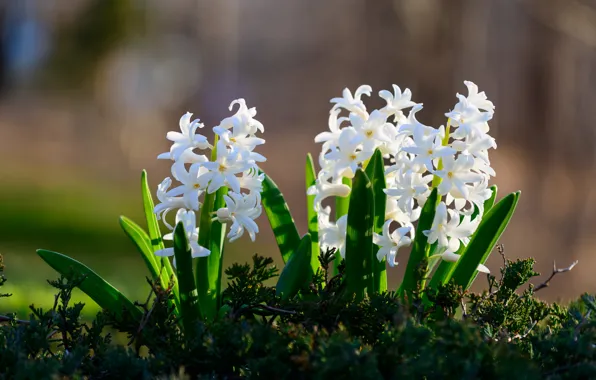 White, bokeh, hyacinths