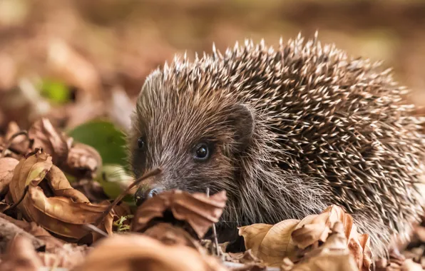 Picture autumn, look, foliage, hedgehog