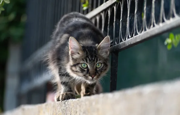 Cat, cat, look, pose, grey, the fence, border, walk