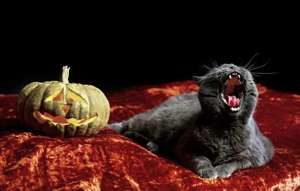 Cat, cat, look, pose, mouth, pumpkin, Halloween, Halloween
