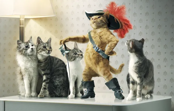 Picture cats, hat, sword, puss in boots