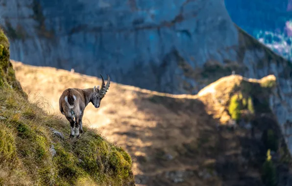 Mountains, open, goat, mountain goat, goat