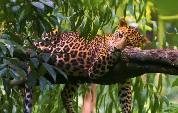 Picture leaves, tree, stay, predator, leopard