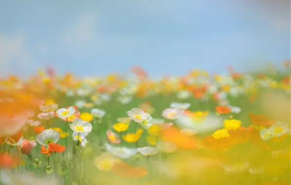 Picture field, summer, the sky, grass, flowers, stems, glade, tenderness
