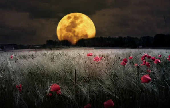Moon, Amazing, Night, Wallpaper
