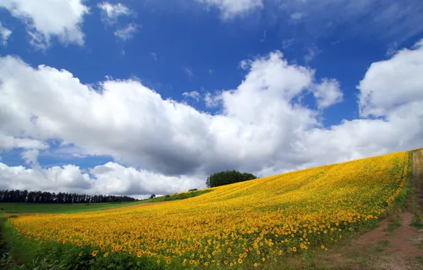 The sky, sunflower, blooms