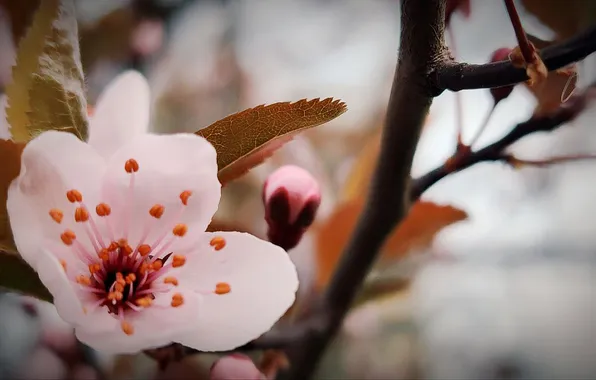 Flowers, nature, background, spring, nature, flowers, kitaika, background