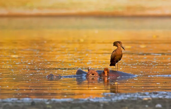 Bird, Hippo, Africa, Zimbabwe, National Park Mana Pools, polatoglu