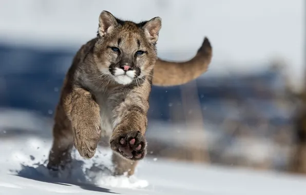 Picture winter, snow, Puma