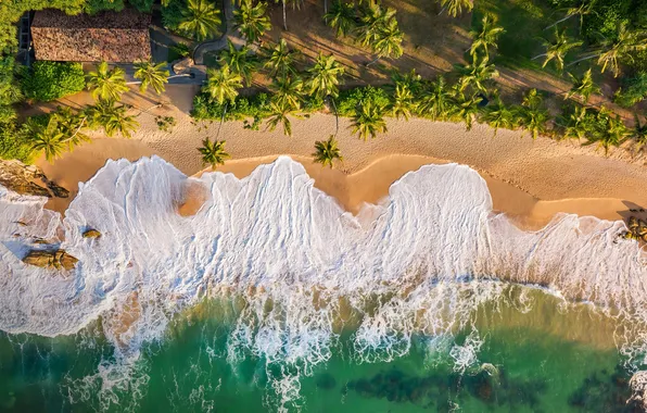 Beach, sea, sand, surf, tide, palms, aerial view