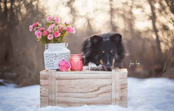 Picture winter, flowers, dog