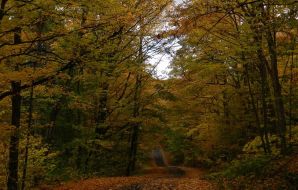 Road, nature, tree