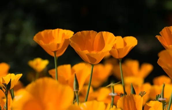 Flowers, the dark background, orange, flowerbed, bokeh, escholzia