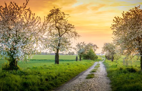 Road, field, the sky, grass, clouds, trees, branches, fog